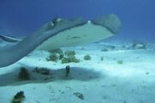 Stingray Smile, Stingray City, Grand Cayman