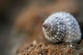 Snail on the Ironshore, Grand Cayman