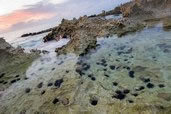 Sea urchins at dusk, South Sound, Grand Cayman