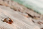 Hermit Crab Cruising on the Beach in South Sound, Grand Cayman