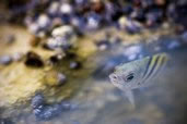 Baby sargent major in the tide pools, South Sound, Grand Cayman