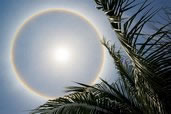 Sun Halo Shining Through the Palm Trees, Grand Cayman