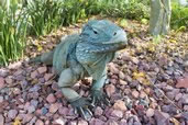 Blue iguana, Queen Elizabeth Botanical Park, Grand Cayman