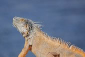 Invasive common iguana, Grand Cayman