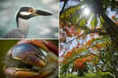 Midnight heron, hermit crab and a blooming poinciana tree, Cayman Islands