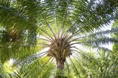 Palm, Queen Elizabeth Botanical Park, Grand Cayman