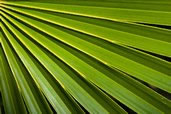 Palm frond, Barkers, Grand Cayman