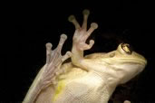 A Frog Through the Window, Grand Cayman