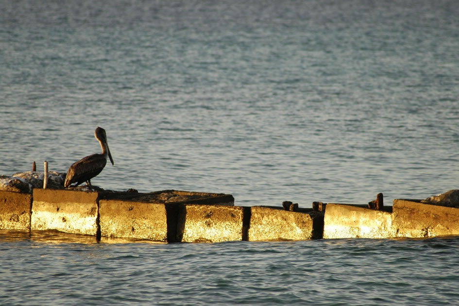 Pelican at Sunset