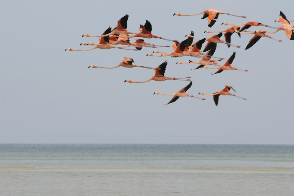 Flying, Flamingos, Holbox
