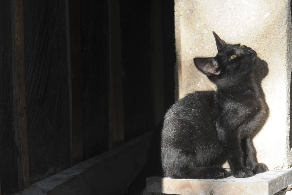 Cat, Tulum