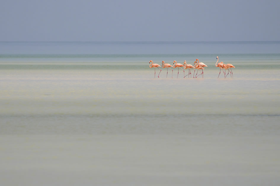 Flamingos on the sandbar, Holbox