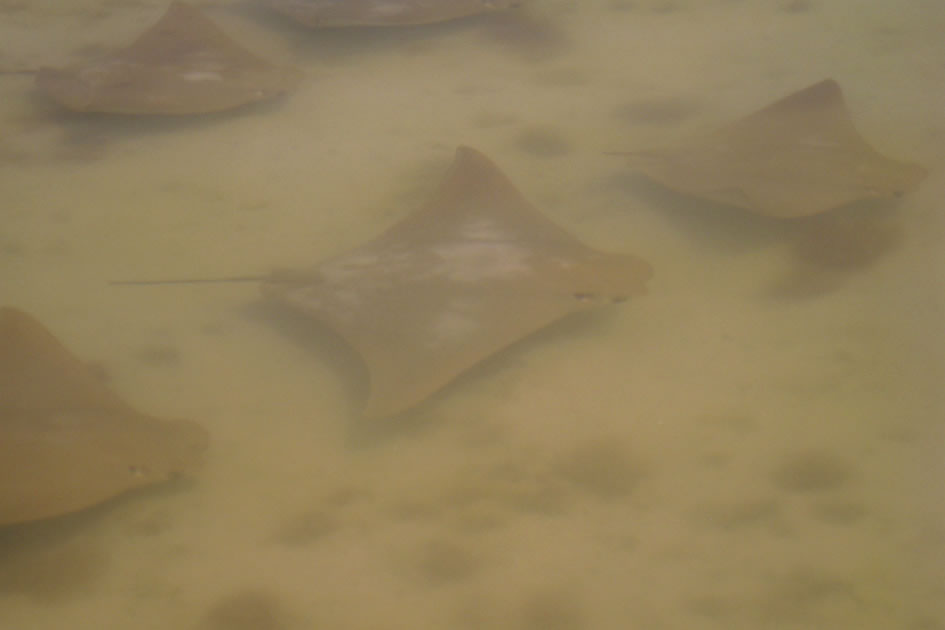 School of Stingrays, Holbox