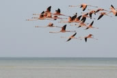 Flying, Flamingos, Holbox