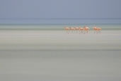 Flamingos on the sandbar, Holbox