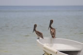Pelicans, Holbox