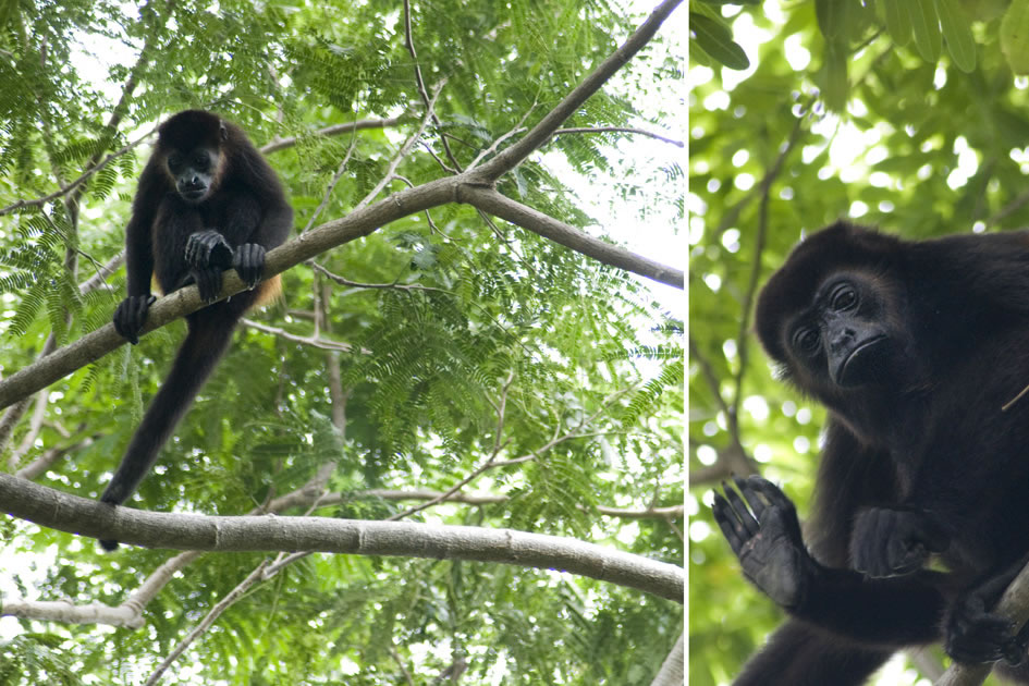 Howler monkey, San Juan del Sur