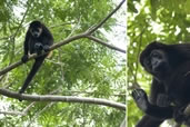 Howler monkey, San Juan del Sur