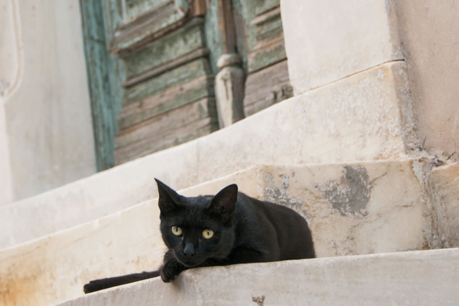 Athens cat