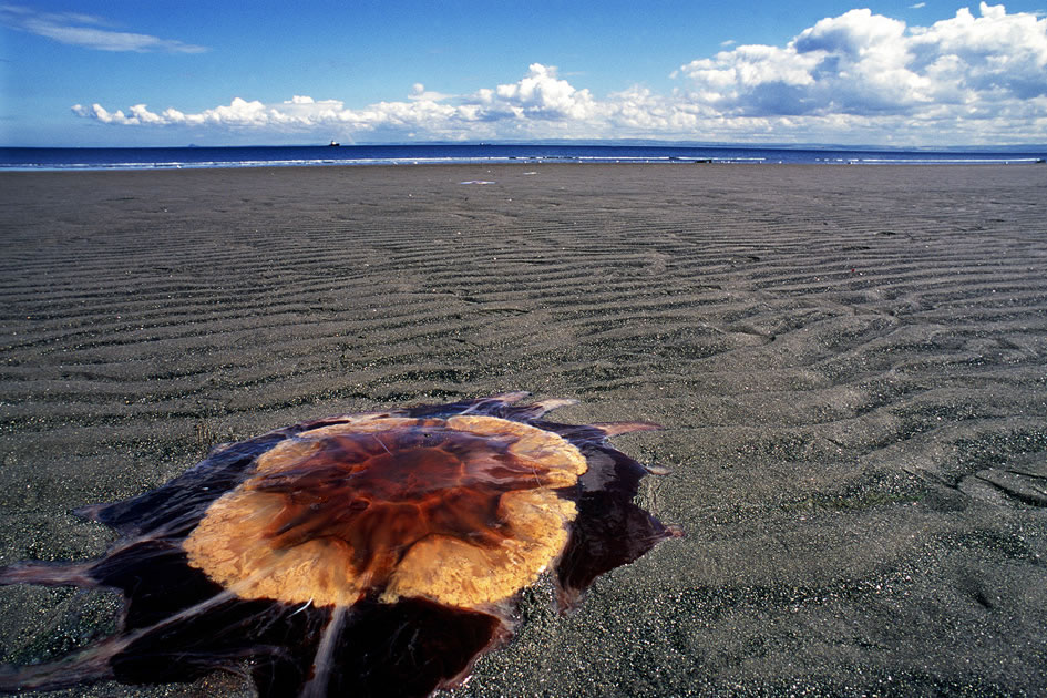 Jellyfish on the beach, Kirkcaldy