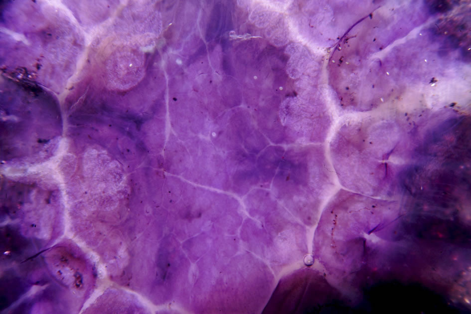 Jellyfish on the beach, Kirkcaldy