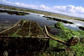 Abandoned shopping cart, Kirkcaldy