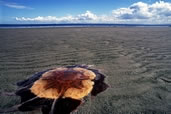 Jellyfish on the beach, Kirkcaldy