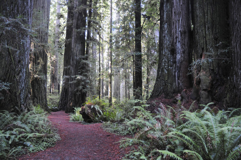 Redwood Forest, Northern California