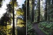 Redwood Forest, Northern California