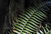 Fern in the Redwood Forest, Northern California