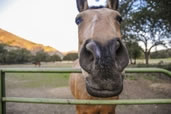 Friendly Horse, Santa Barbara