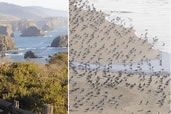 Northern California Coastline