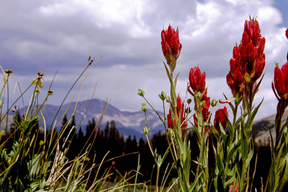 Indian Paintbrush in the Mountains of the Collegiate Range