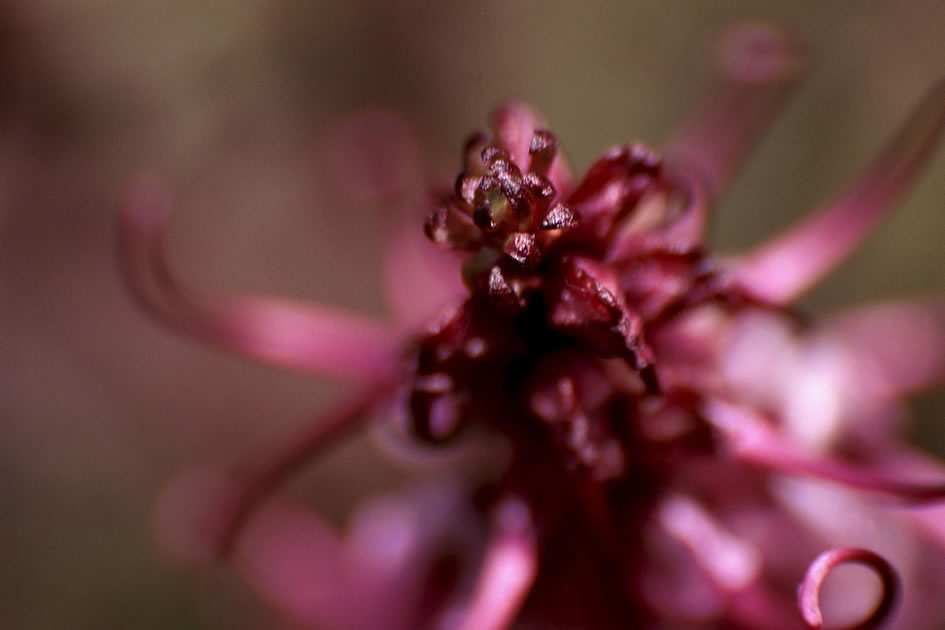 Red Flower