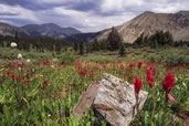 Indian Paintbrush in the Mountains of the Collegiate Range