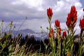 Indian Paintbrush in the Mountains of the Collegiate Range