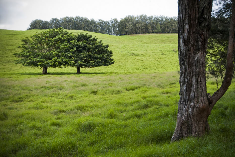 The Big Island of Hawaii’s countryside