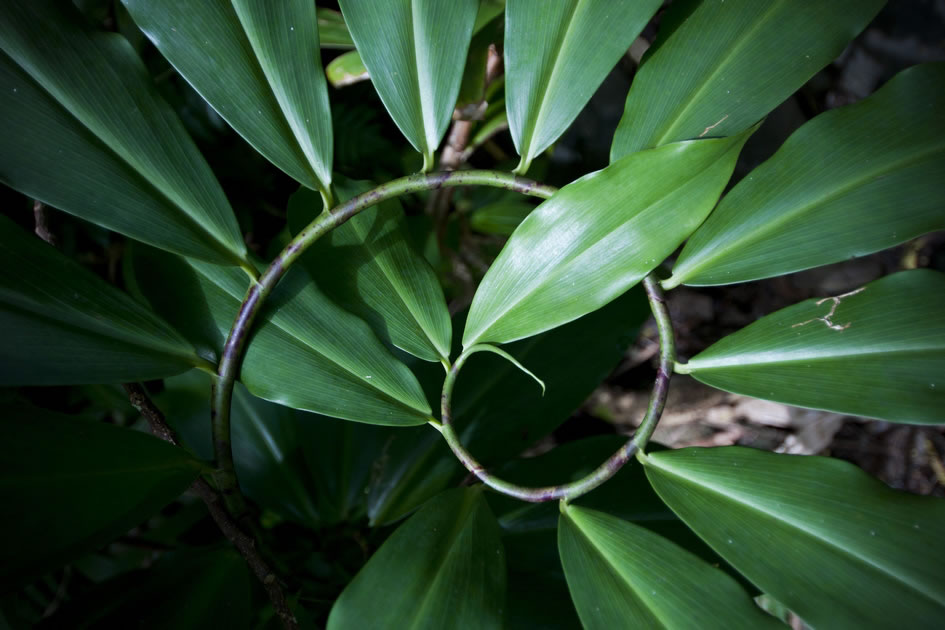 The lush natural world on Big Island of Hawaii