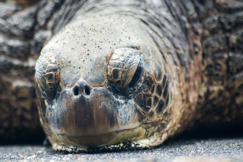 Green turtle snoozing at Punalu’u Beach Park, the Big Island of Hawaii 