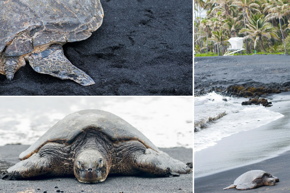 Green Turtle basking at Punalu’u Beach Park, the Big Island of Hawaii