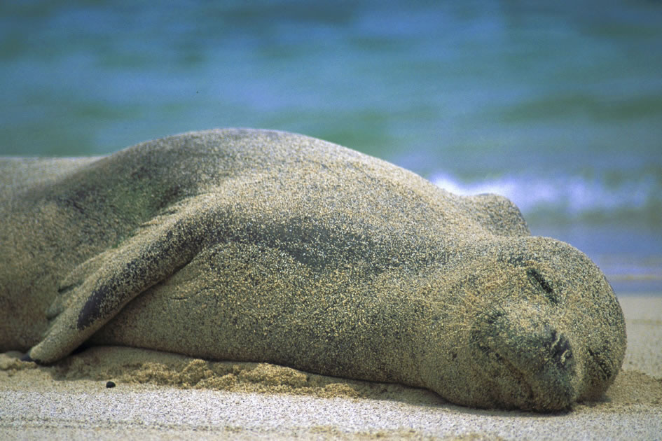 Monk Seal taking a nap, Kauai