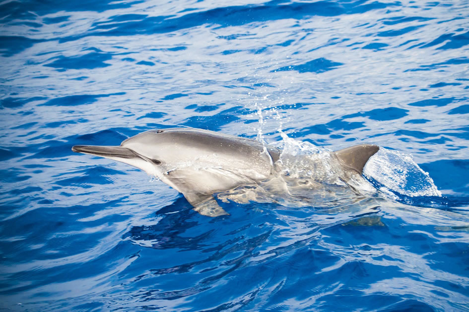 Spinner Dolphin hanging near Kona, the Big Island of Hawaii