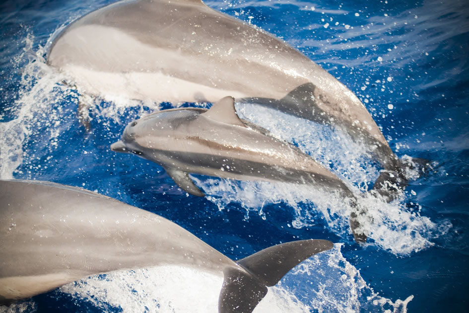 Family of Spinner Dolphins near Kona, the Big Island of Hawaii 