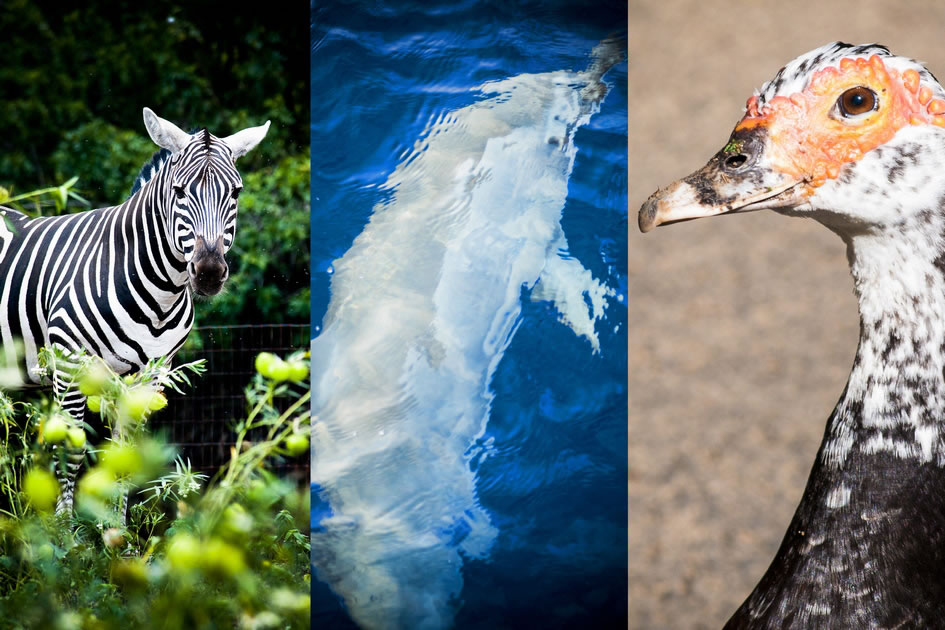 Some of the Big Island’s local wildlife, Zebra, Dolphin, Nene