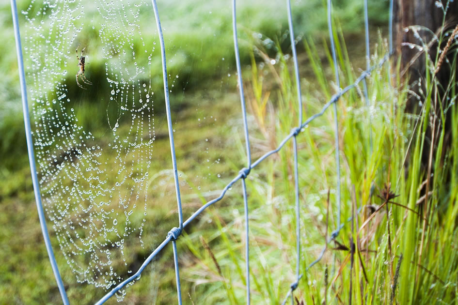 Creepy Crawly Spider, Big Island of Hawaii