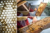 The Bee Keeper at Volcano Island Honey Co., the Big Island of Hawaii