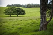 The Big Island of Hawaii’s countryside