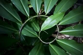 The lush natural world on Big Island of Hawaii