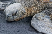 Tears of the Green Turtle, Punalu’u Beach Park, the Big Island of Hawaii 