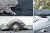 Green Turtle basking at Punalu’u Beach Park, the Big Island of Hawaii